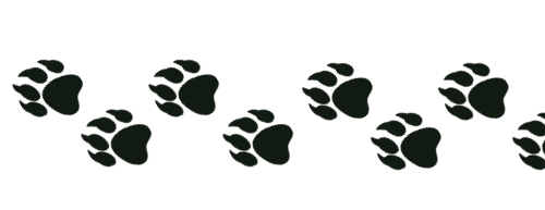paw prints